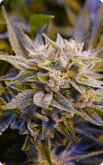 Dispensary Global Two