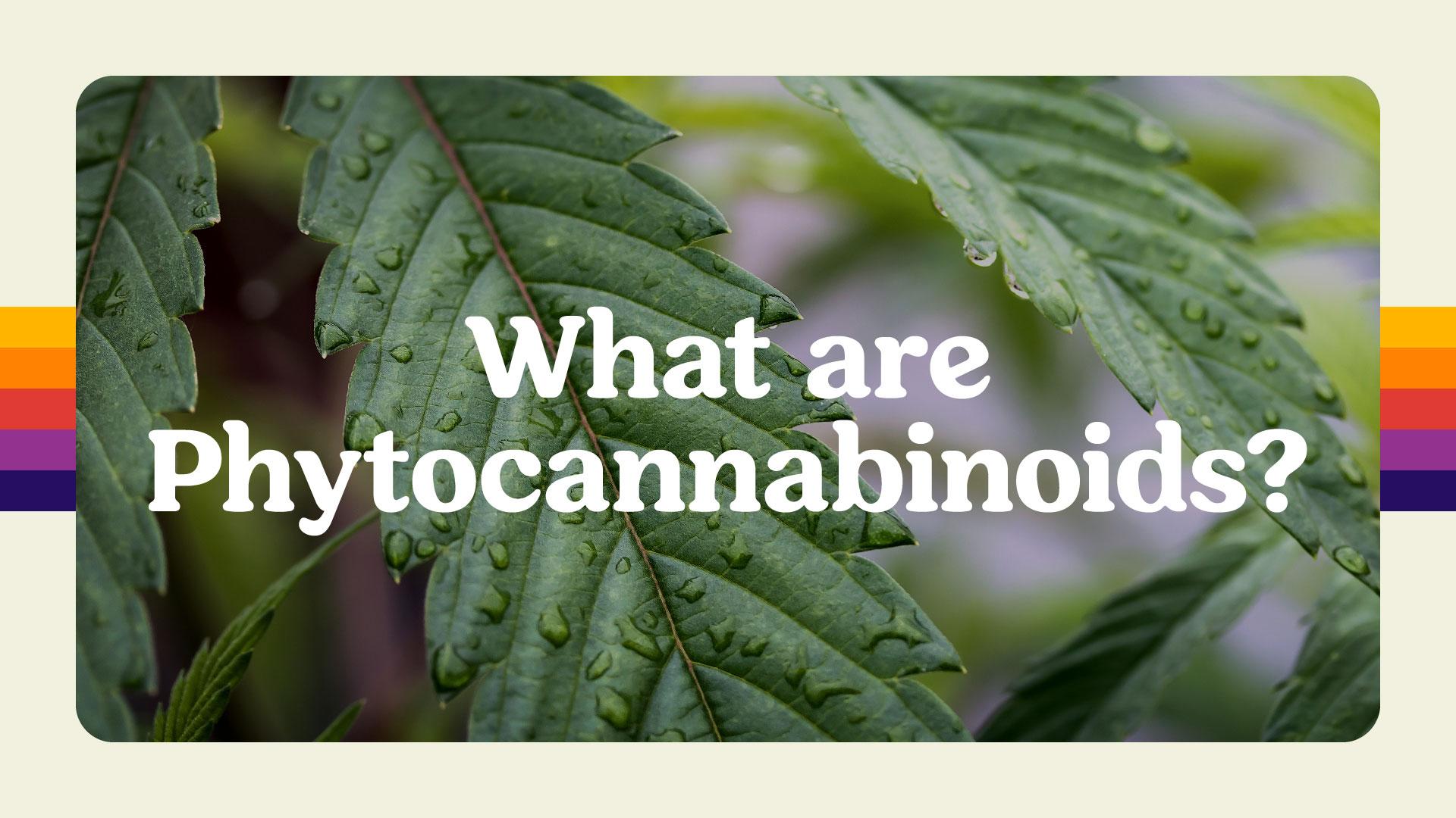 What are Phytocannabinoids?