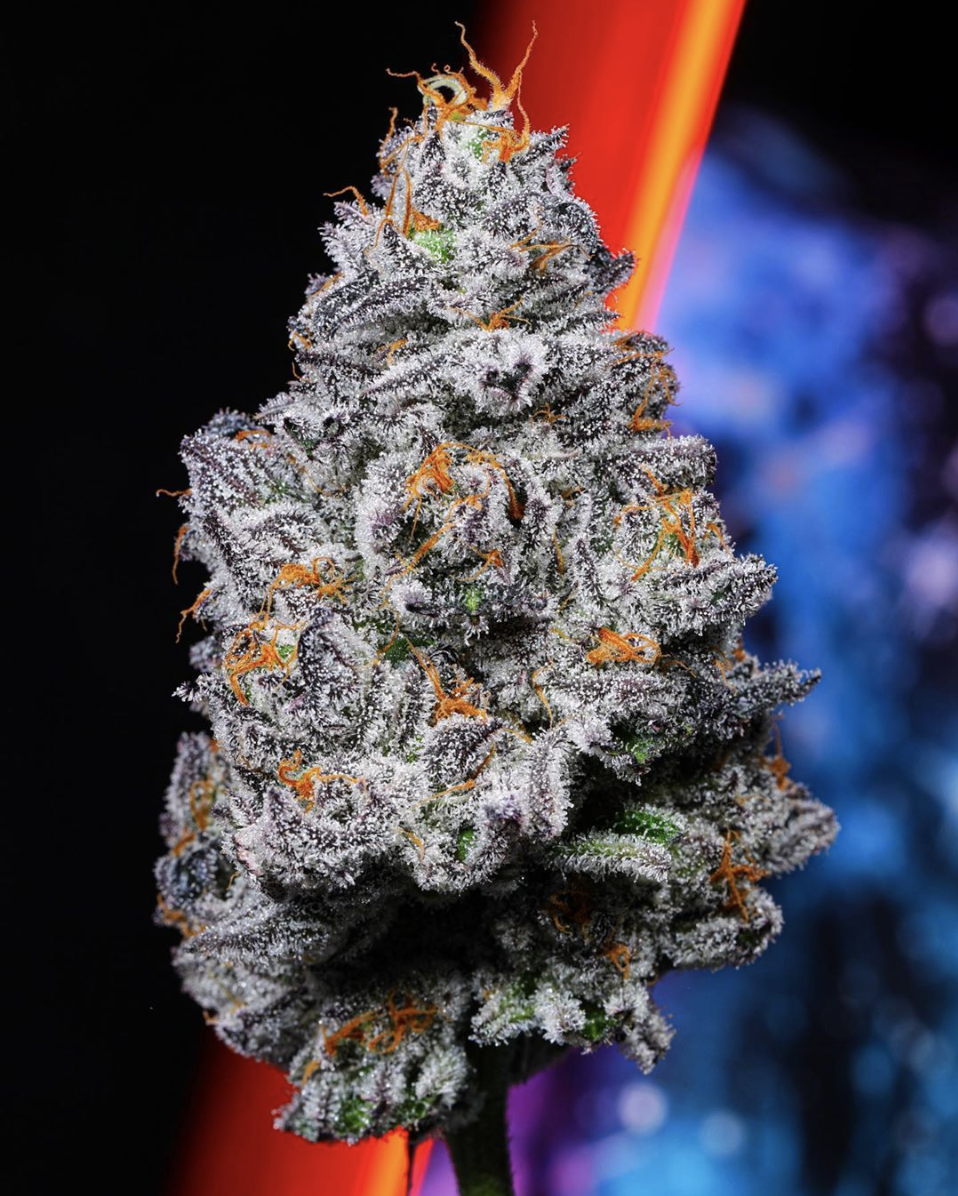 AlienLabs KryptoChronic