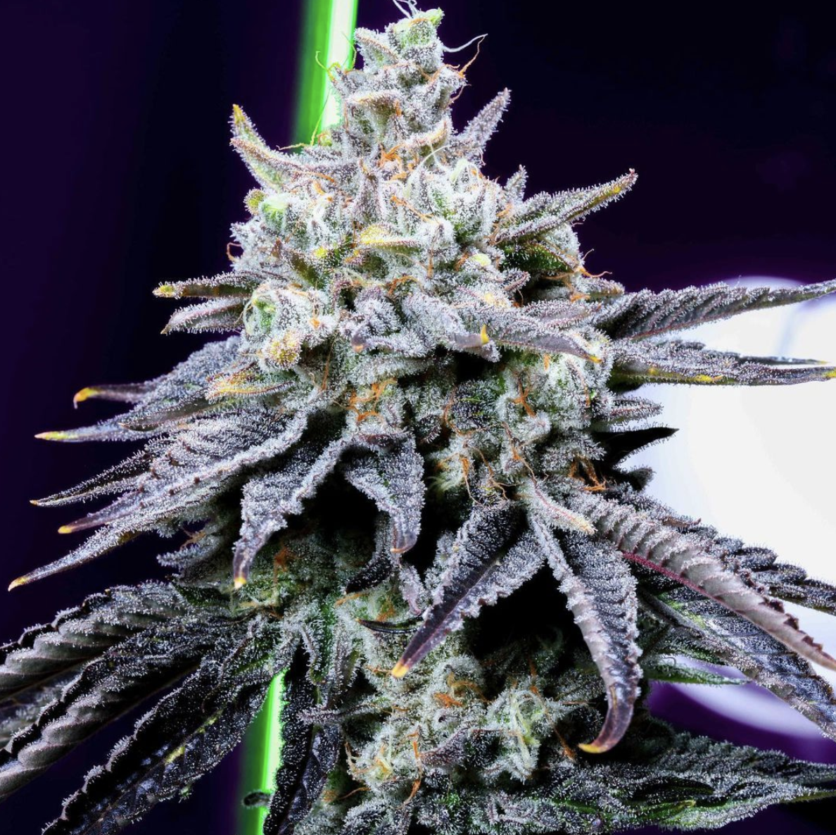 AlienLabs Xeno