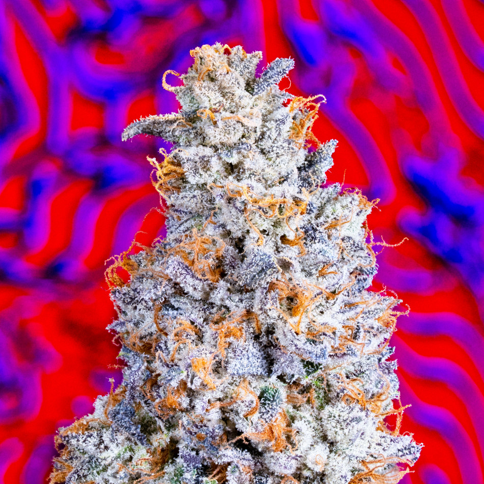 AlienLabs Biskante