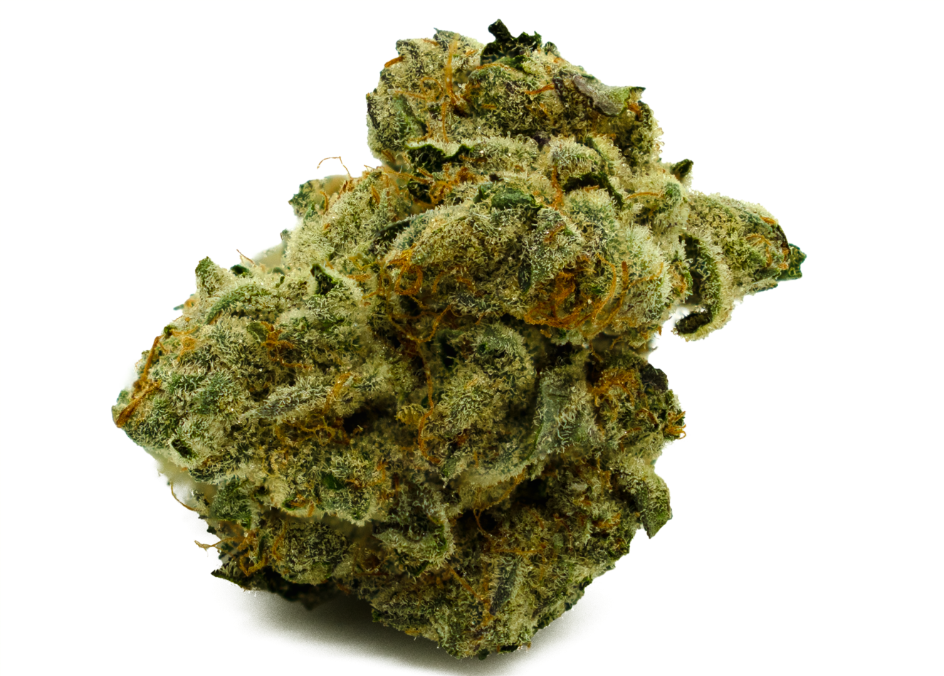 Purple Apricot