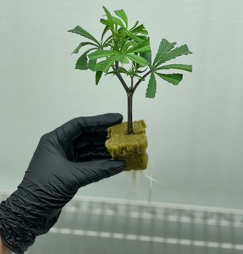 how to grow marijuana 