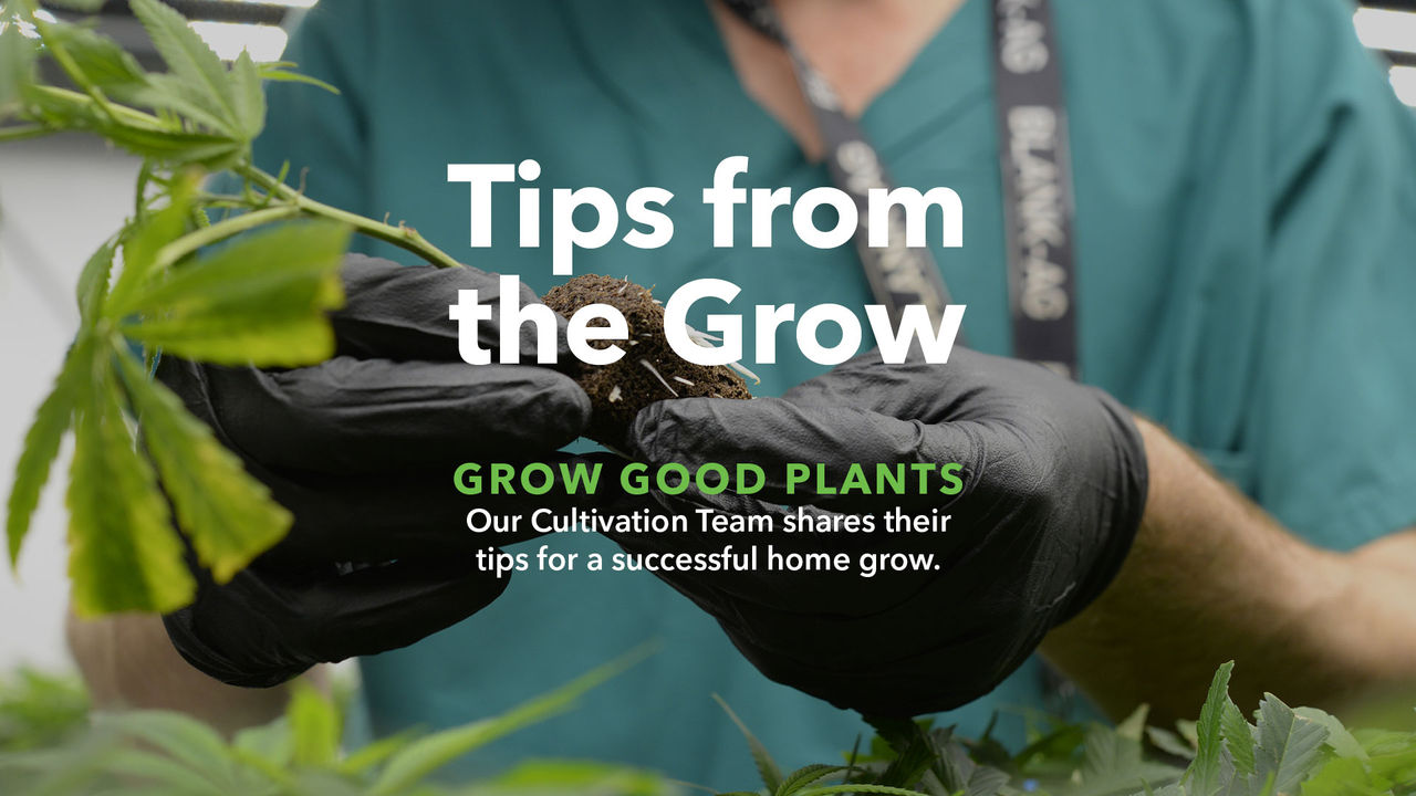 How to Grow Cannabis at Home Trulieve