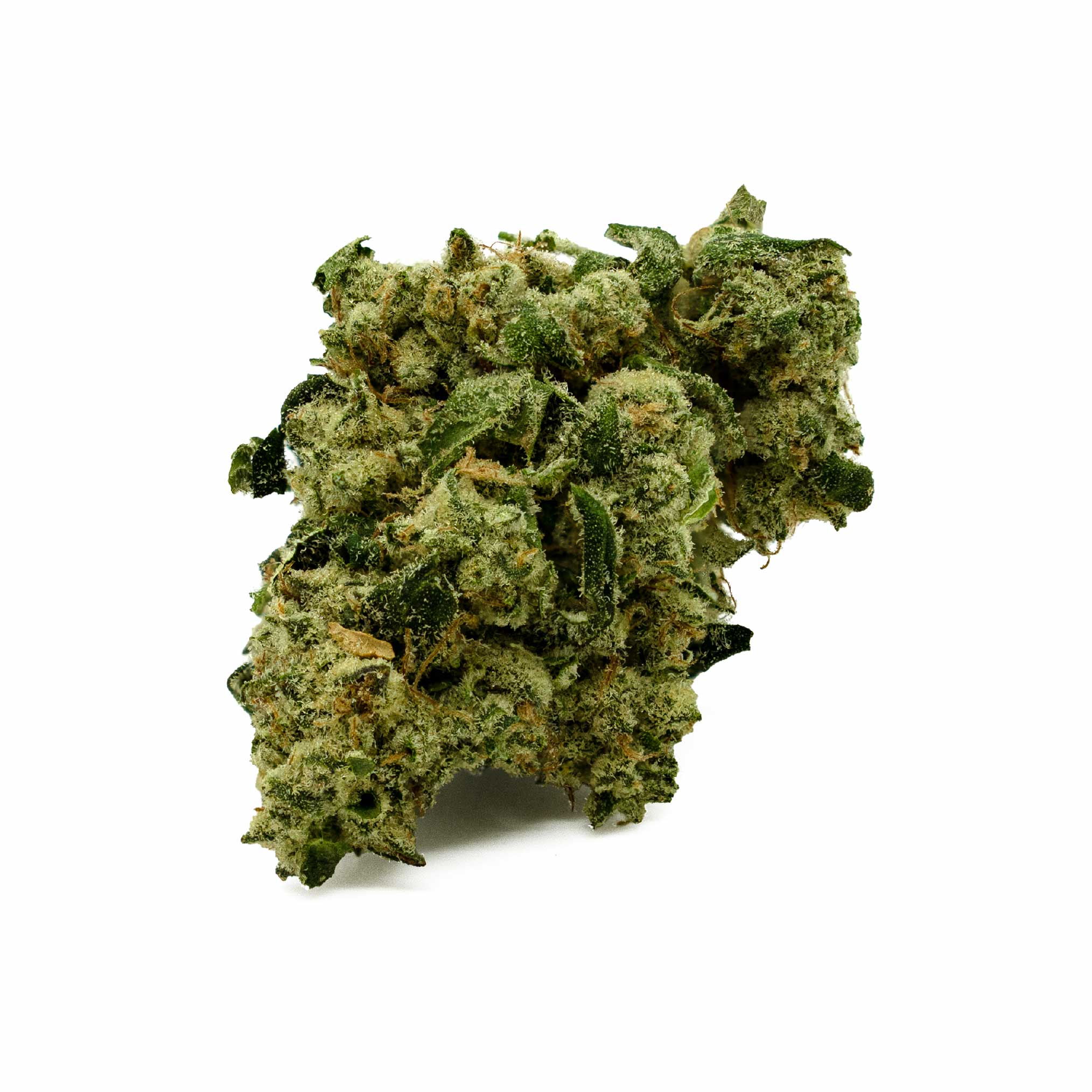 Jack the Ripper Flower