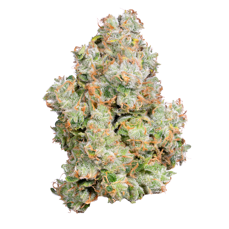 XJ-13 Flower