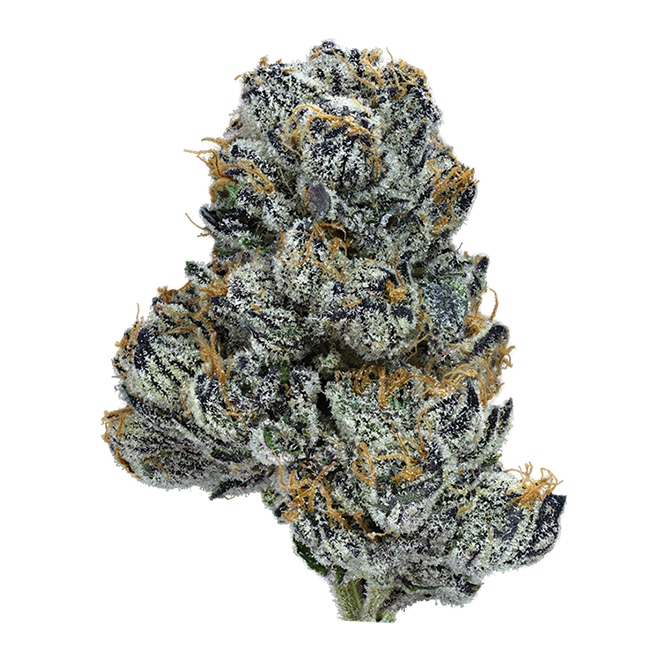 Image of Violet Dreams Flower