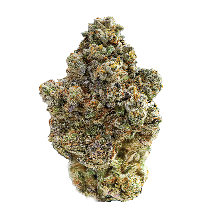 Image of Sugar Rush Flower