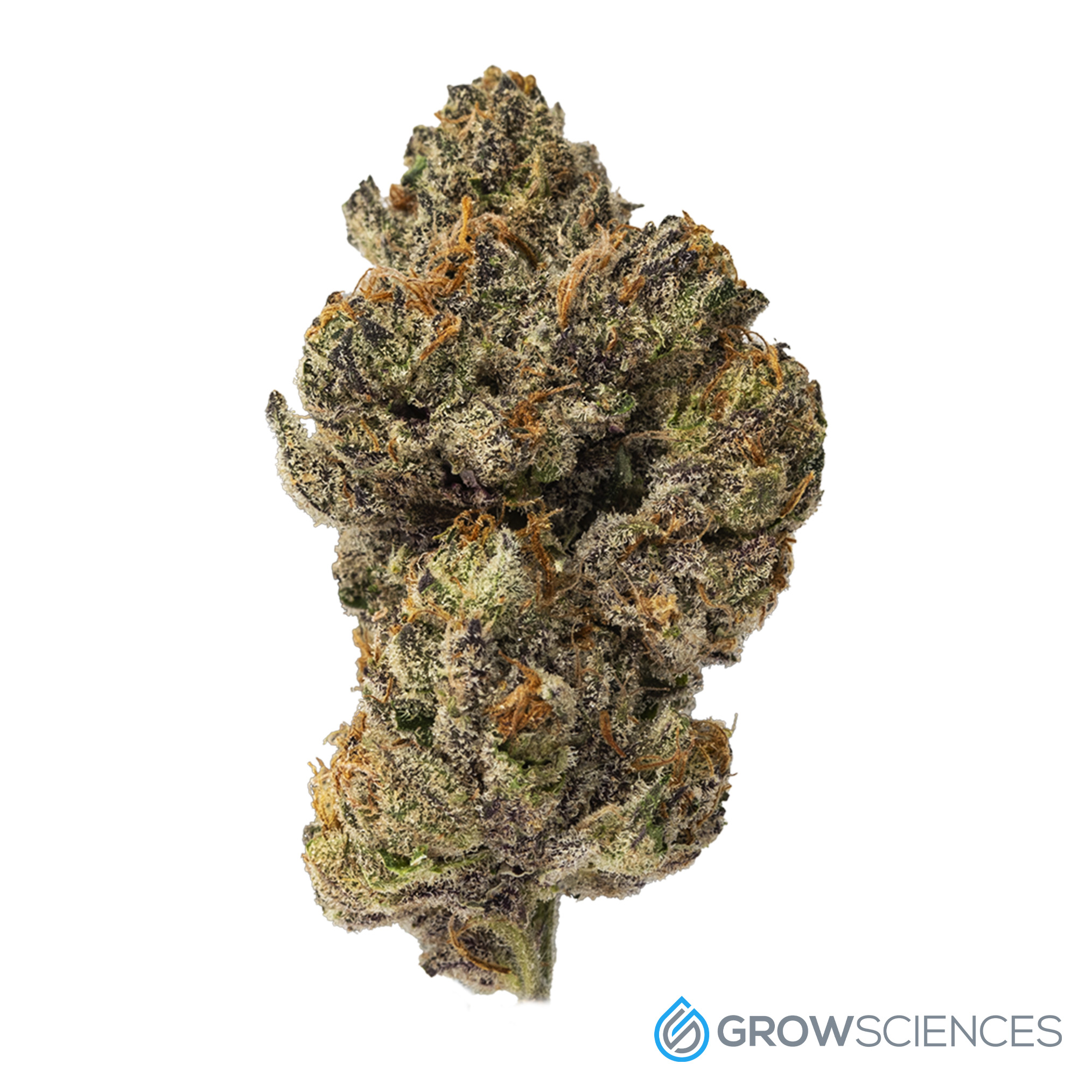 Bananas Foster 7 Flower