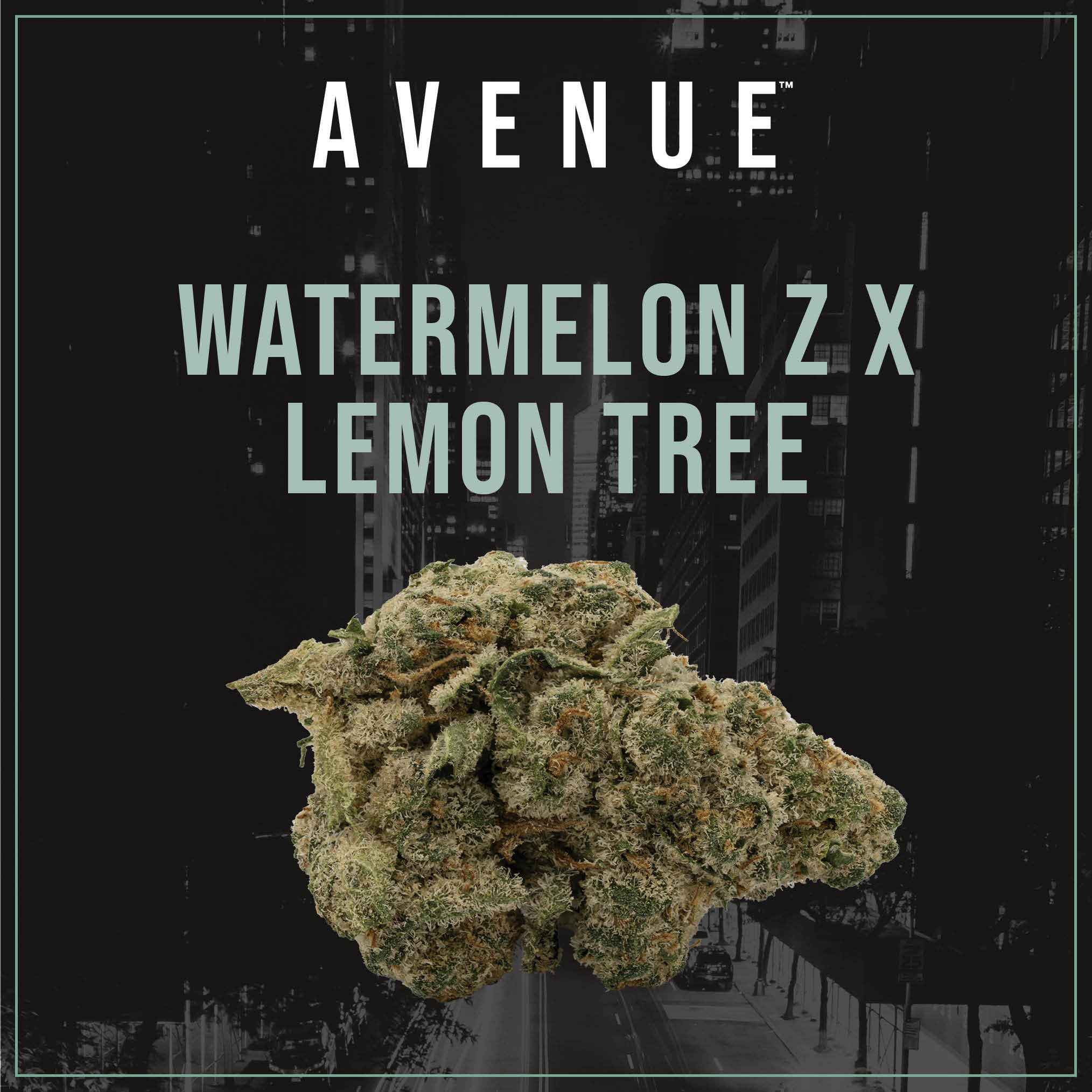 Watermelon Z x Lemon Tree Flower