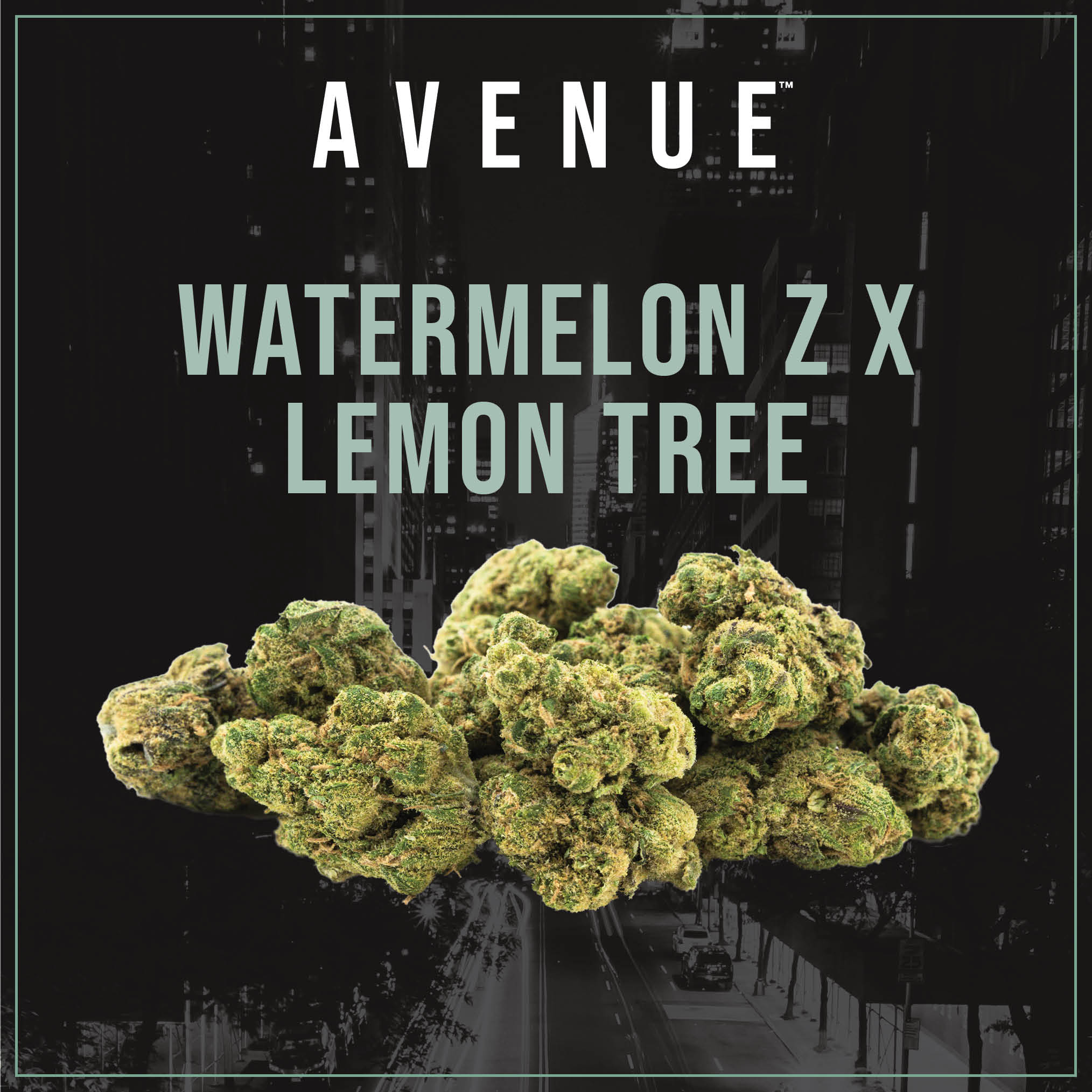とと Watermelon Z x Lemon Tree Smalls