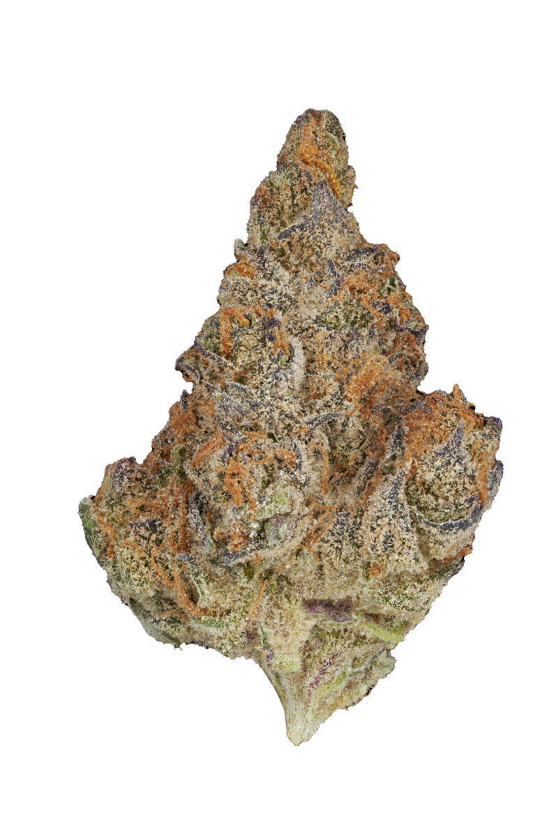 Image of Trop C Flower