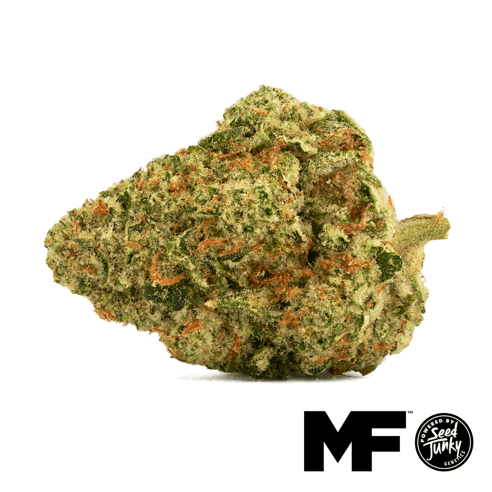 Image of Malibuscotti  Flower