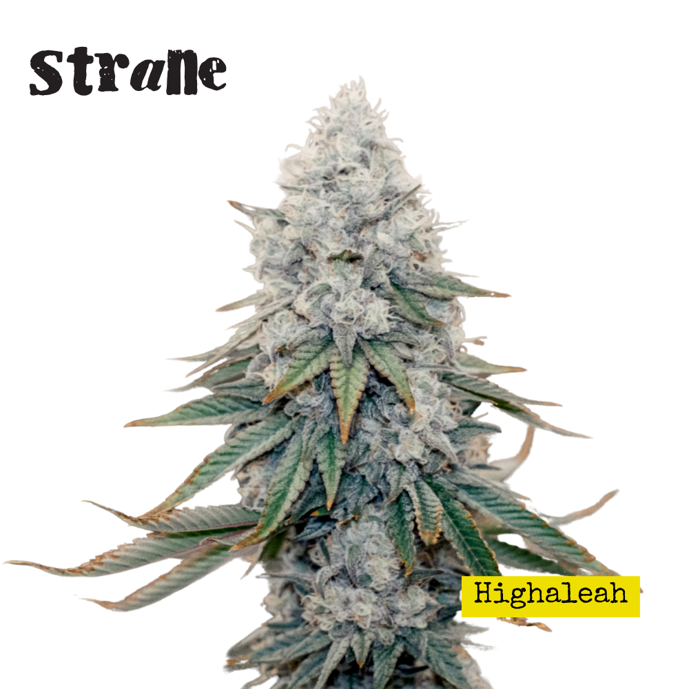 Image of Highaleah Flower