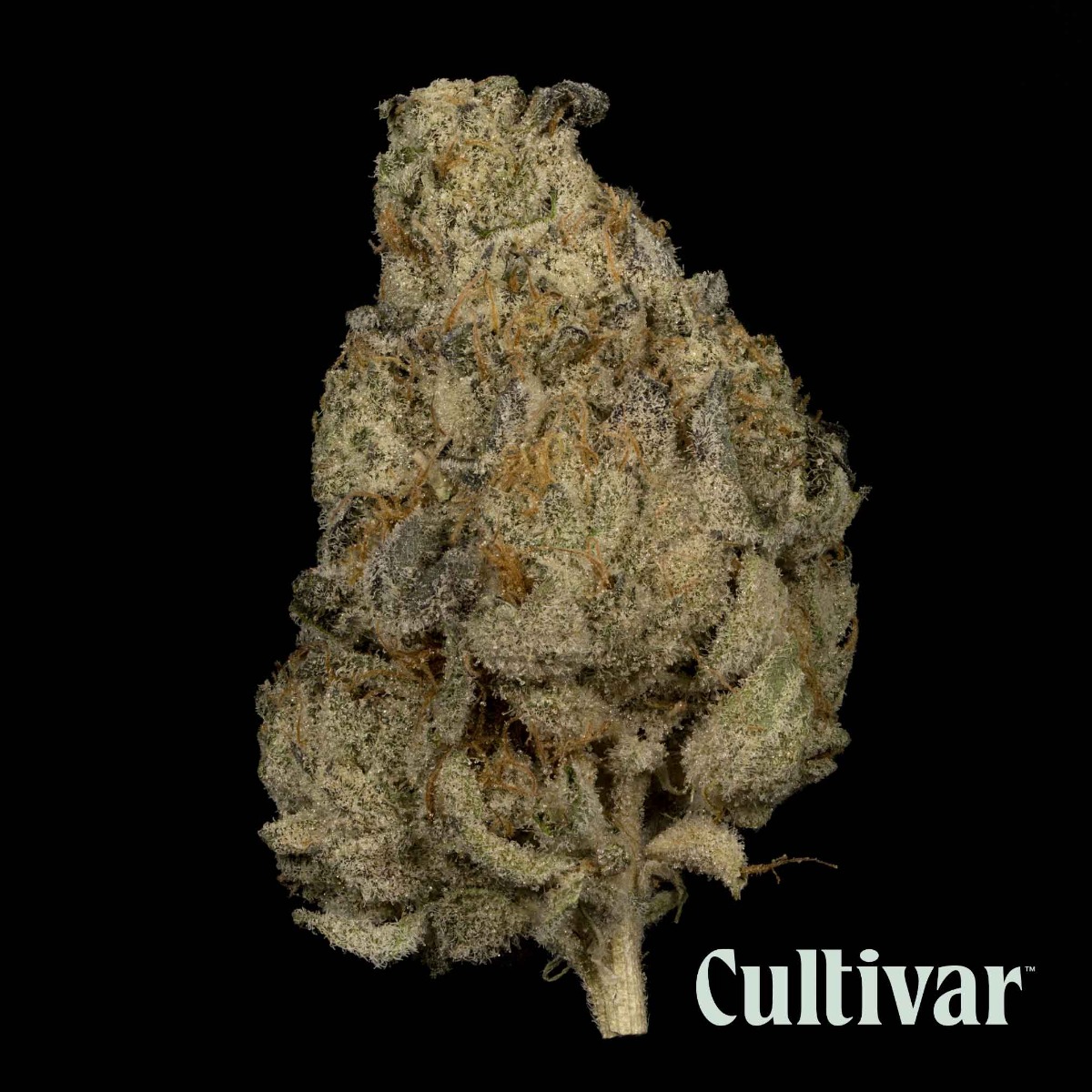 LA Kush Cake #3 Flower