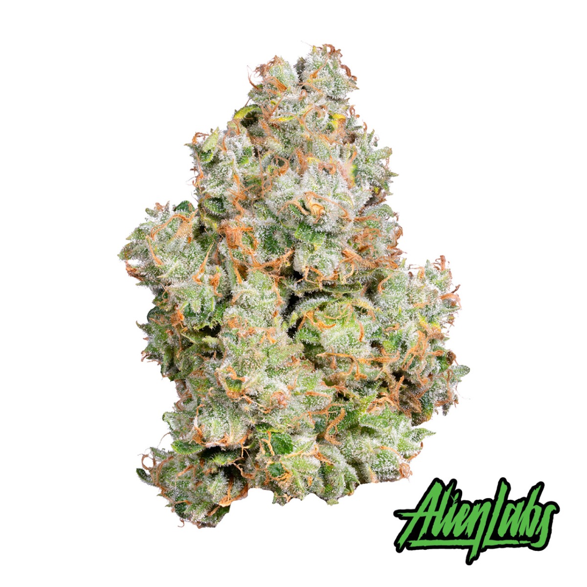 XJ-13 Flower