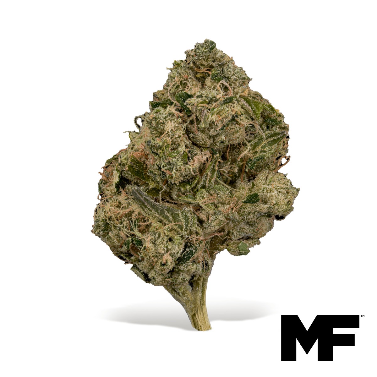 Double Gas Flower