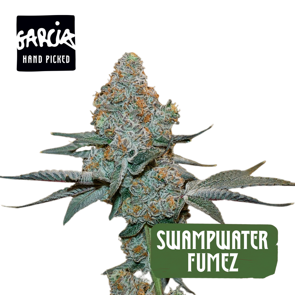 Image of Swampwater Fumez Flower