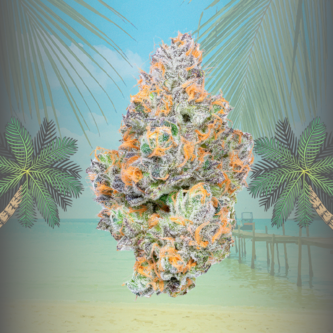 Tropical Z Flower