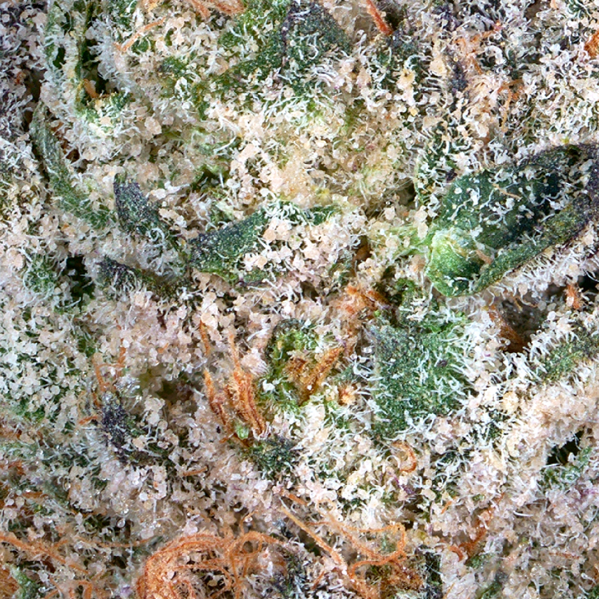 Shop CUL-FLOWER-3.5G-ZEALOUSY-I-FL Online | Trulieve
