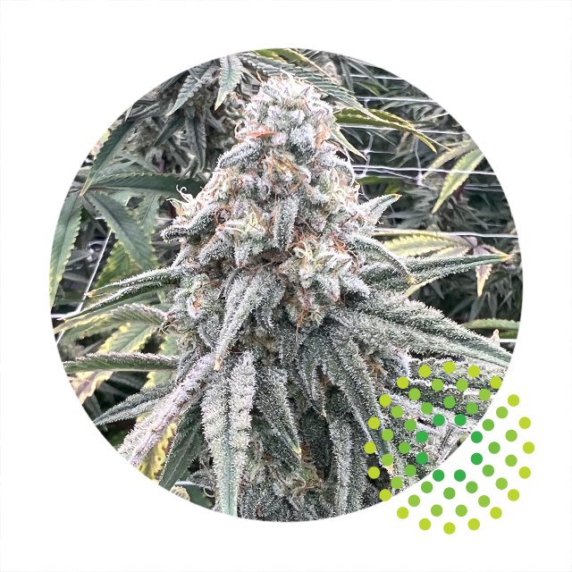 Image of Mac Stomper - Whole Flower 3.5G