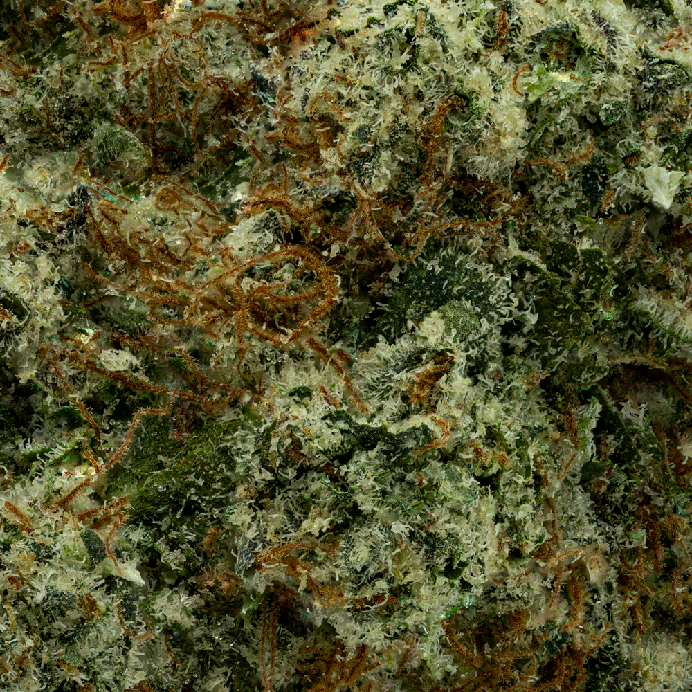 Modern Flower| Chem Juice |Minis 3.5G |Florida |Trulieve