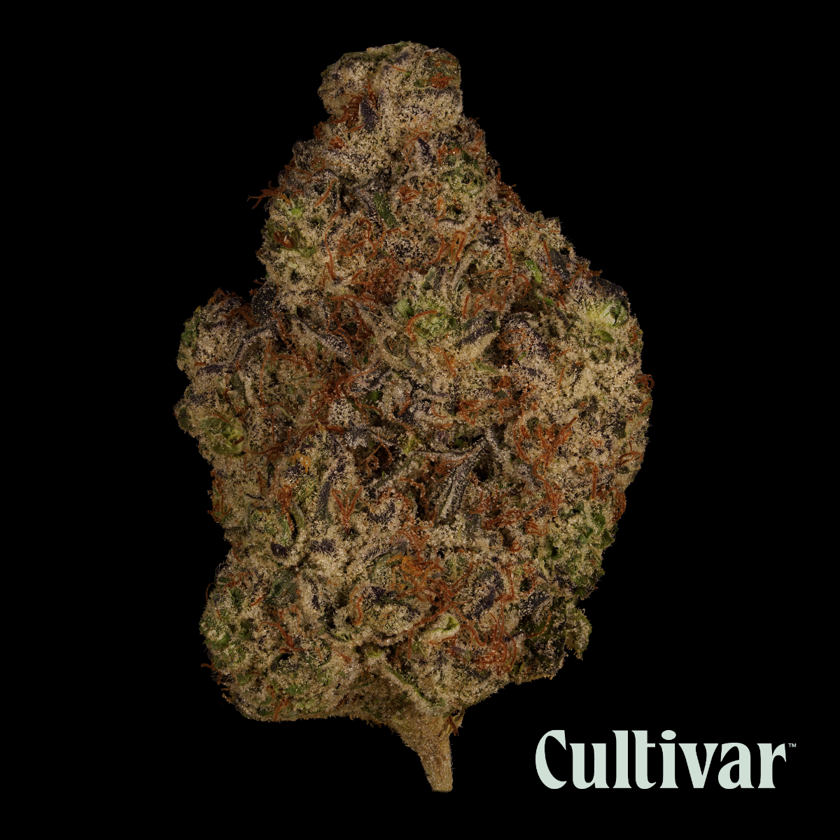 Cultivar Flower | First Class Funk 3.5G | Florida Trulieve