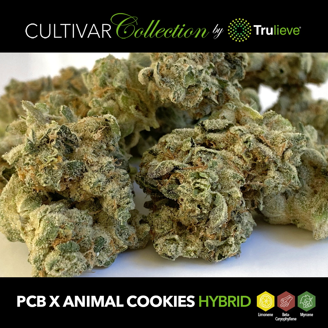 PCB x Animal Cookies - Whole Flower 3.5G