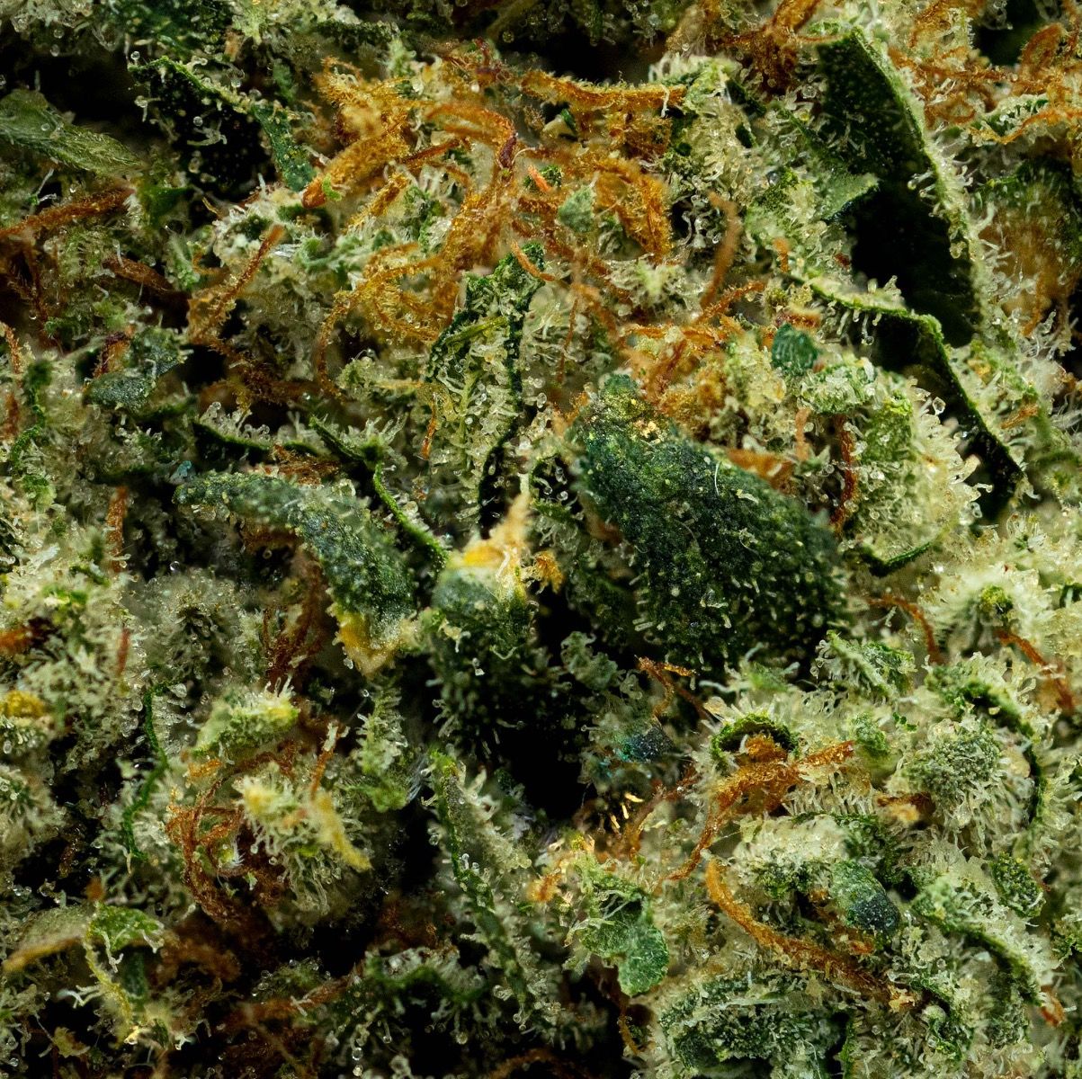 GMO x Legend OG Whole Flower 3.5G