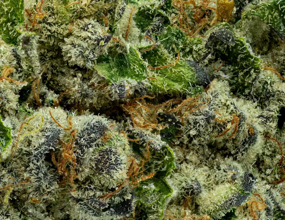 Octane Mint Sherbet Whole Flower 3.5G