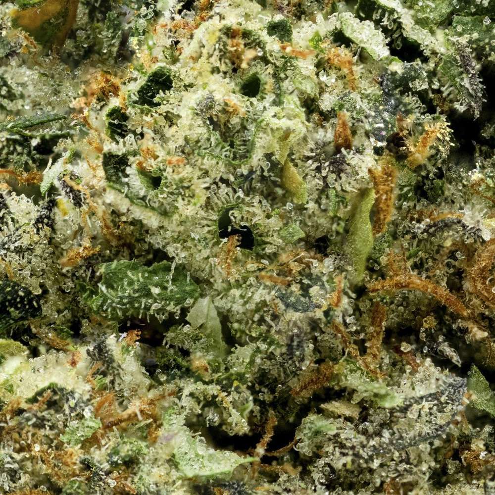 Gelato Sundae Whole Flower 3.5G